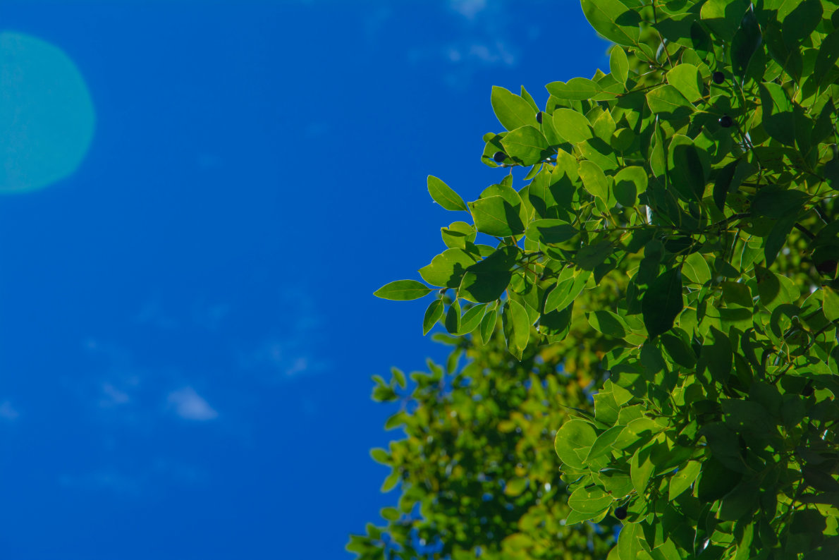 You are currently viewing Verifiable Sustainability: Preparing for Stricter Carbon Regulations in Global Freight